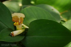 Costus malortieanus